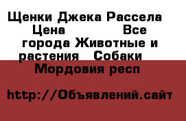 Щенки Джека Рассела › Цена ­ 10 000 - Все города Животные и растения » Собаки   . Мордовия респ.